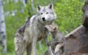 Ulven, eller grå ulv, eller almindelig ulv (latin Canis lupus), er en art af rovpattedyr fra hundefamilien (Canidae). Sammen med prærieulven (Canis latrans), almindelig s