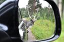 Finland
car window in Lapland , Finland 🦌
deer