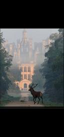 Le Roi de nos forêts devant  devant l'un des plus beaux chateaux de nos Rois de France tous passionnés par la chasse ...