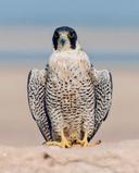 Peregrine Falcon: Speed, History, Cost, Training & Care for Hunters and Falconers.

The peregrine falcon (Falco peregrinus) is not just the fastest animal on Earth—it’s a