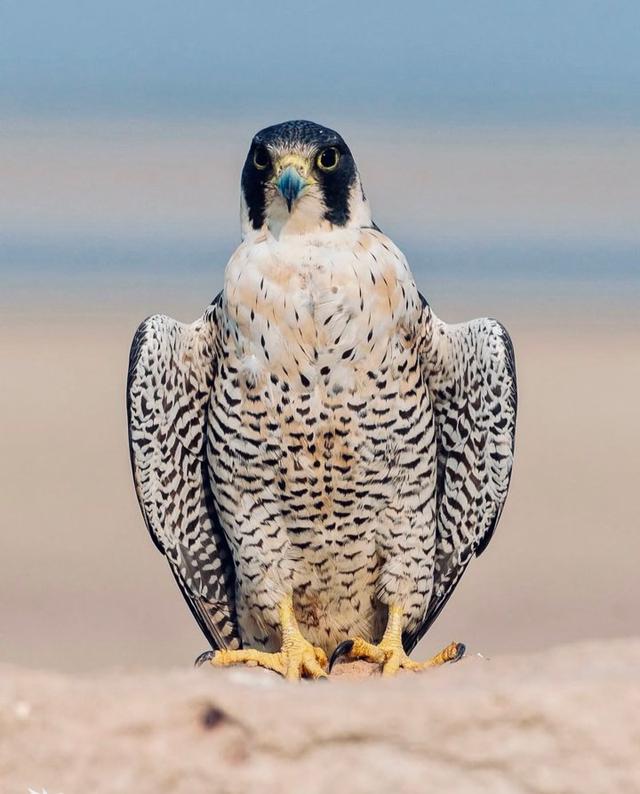 Peregrine Falcon: Speed, History, Cost, Training & Care for Hunters and Falconers.