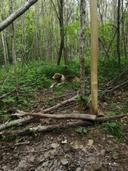 Durante il fine settimana, io e i miei amici decidiamo di fare una gita di caccia con il nostro cane. Partiamo presto al mattino e raggiungiamo la nostra destinazione in montagna dopo un paio d'ore di macchina.

Arrivati sul posto, ci prepariamo per la caccia. Indossiamo i nostri abiti mimetici e controlliamo le nostre armi. Il nostro cane, un bel segugio italiano, è eccitato e pronto per iniziare.

Camminiamo lungo i sentieri di montagna alla ricerca di tracce di cinghiali. Dopo un po', sentiamo il nostro cane abbaiare e capiamo che ha trovato qualcosa. Ci avviciniamo cautamente e vediamo un gruppo di cinghiali che si muove tra i cespugli.

Prendiamo le nostre posizioni e attendiamo silenziosamente. Dopo un po', i cinghiali si avvicinano e inizia la caccia. Il nostro cane è molto abile e ci aiuta a individuare i cinghiali nascosti tra i cespugli.

Dopo alcune ore di caccia, riusciamo a catturare due cinghiali. Siamo molto felici e soddisfatti del nostro successo. Decidiamo di tornare al nostro rifugio per cucinare la nostra preda e trascorrere la serata insieme.

La sera, mangiamo una deliziosa cena di cinghiale arrosto accompagnata da vino rosso locale. Raccontiamo storie e ridiamo insieme, felici di aver trascorso una giornata così divertente e avventurosa.

Il giorno dopo, facciamo una breve escursione in montagna con il nostro cane. Ammiriamo il paesaggio mozzafiato e godiamo della pace e della tranquillità della natura.

Alla fine del weekend, torniamo a casa con grandi ricordi e la soddisfazione di aver trascorso del tempo con i nostri amici e il nostro fedele cane.
