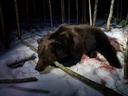 Охота на медведя в Смоленской области: охотхозяйство «Сапфир» 🐻

Охота на бурого медведя — это не просто трофей, а вызов, который требует выдержки, хладнокровия и уважения к зверю. В охотхозяйстве «Сапфир», расположенном в Велижском районе Смоленской области, охотники получают возможность испытать себя в настоящих диких условиях, где каждый выстрел — результат терпения и мастерства.

📍 Где находится охотхозяйство «Сапфир»

База расположена в деревне Чепли, на северо-западе Смоленской области, в Велижском районе. Это один из самых малонаселённых и лесистых уголков региона, где природа сохранила свою первозданную дикость. Угодья охотхозяйства занимают около 20 000 гектаров и включают в себя смешанные леса, поля, три крупных озера (Залюбище, Рябки, Чепли), а также реки Западная Двина и Березовка.

🌲 Особенности местности

Велижский район — это настоящий медвежий край. Здесь преобладают хвойно-лиственные леса, густые заросли, овраги и заболоченные участки, где медведь чувствует себя хозяином. Благодаря удалённости от крупных населённых пунктов и отсутствию промышленности, экосистема района остаётся стабильной, а браконьерство практически сведено к нулю.

По данным охотпользователей, в районе ежегодно фиксируется стабильная популяция бурого медведя. В сезон наблюдают до 10–15 активных особей на привадах, включая трофейных самцов с лапой более 18 см. Это делает «Сапфир» одним из лучших мест в Центральной России для охоты на медведя.

🗓️ Сезоны охоты

• Весенний сезон: с 21 марта по 19 мая — охота на приваде.
• Осенний сезон: с 1 августа по 31 декабря — охота на овсах и приваде.

Охота на медведя в берлоге запрещена законом.

🧭 Методы охоты на медведя 

Охота на приваде — классика жанра. В лесу выкладывается приманка (туша скотины), охотник устраивается на вышке в 20–30 метрах. Главное — не шуметь, не пахнуть и не шевелиться. Как говорят местные: «Медведь — не олень, он сначала тебя учует, потом подумает, а потом уже решит, кто из вас охотник».

Охота на овсах — более динамичный способ. Медведь выходит на овсяные поля в поисках пищи. Засидка ведётся с вышки вдоль лесополосы. Этот метод особенно популярен в августе–сентябре, когда зверь активно нагуливает жир.

💰 Стоимость охоты на медведя в Смоленской области в охотхозяйстве САПФИР:

Цена зависит от размера трофея (ширина передней лапы):

• до 14 см — 40 000 ₽
• 14–16 см — 50 000 ₽
• 16–18 см — 80 000 ₽
• более 18 см — 100 000 ₽

Дополнительно:

• Организация охоты — 3 000 ₽ с человека
• Разделка трофея — 2 000 ₽
• Проживание — от 2 000 до 2 500 ₽ в сутки (без питания)

🛏️ Условия проживания охотхозяйство Сапфир

Гостям предлагаются номера с удобствами, сейфами для оружия, спутниковым ТВ и Wi-Fi. На территории есть баня, беседка, мангал и коптильня. Всё продумано для комфортного отдыха после насыщенного дня в лесу.

📋 Требования к охотникам на медведя 

• Охотничий билет
• Разрешение на оружие
• Трезвое состояние
• Соблюдение техники безопасности

🏆 Почему выбирают «Сапфир» для охоты на медведя в Смоленске и области:

• Богатая популяция медведя
• Уникальные природные условия
• Опытные егеря и полная организация
• Комфортное проживание
• Возможность добычи трофейного зверя

🗣️ Отзывы и охотничий юмор про Сапфир

«Сидим на приваде, тишина. Егерь шепчет: “Если услышишь, как ветки трещат — это не он. Он идёт, когда всё молчит…” Через 10 минут я понял, что такое настоящий адреналин!» — Алексей, охотник из Твери.

«В “Сапфире” медведи как на подбор. Один вышел — лапа как лопата. Я аж забыл, зачем приехал. Хорошо, егерь напомнил: “Ты не турист, ты охотник!”» — Михаил, охотник из Подмосковья.

«Если хочешь просто пострелять — езжай в тир. А если хочешь почувствовать, как дрожит воздух, когда рядом зверь — тебе в Сапфир». — из форума Guns.ru 

📞 Контакты

• Адрес: Смоленская область, Велижский район, деревня Чепли
• Координаты: 55.557190, 31.515283
• Телефон: +7 (910) 011-27-28
• Сайт: https://uh.app/organizations/sapfir

Если ты ищешь не просто охоту на медведя в Смоленской области, а настоящее приключение — «Сапфир» ждёт тебя. Могу помочь с маршрутом, связью с егерем или подбором снаряжения. Готов отправиться в медвежий лес? 🐾

#охота #охотасмедведем #охотанамедведя #охотаСапфир #Смоленскаяобласть #охотахозяйствоСапфир #бурыймедведь #трофейнаяохота #медвежьяохота #привада #овсы #егерь #леснаяохота #охотничийтрофей #охотничийсезон #охотабезводы #охота2025 #охотаРФ #охотабазасмоленск #охотникиРоссии