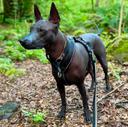 Xoloitzcuintli Hunting Dog: The Mexican Hairless Breed for Small Game Pursuits

The Xoloitzcuintli, also known as the Mexican Hairless Dog, is one of the oldest and most culturally revered breeds in the Americas. While often recognized for its unique appearance and ancient lineage, the Xolo also possesses a natural prey drive, making it a capable companion for small game hunting. This article explores the breed’s hunting potential, training techniques, care requirements, and regional use — all from the perspective of a seasoned hunter.

🎯 Hunting Capabilities: What Game Can Xoloitzcuintli Pursue?

Despite its modest size and hairless appearance, the Xoloitzcuintli is a keen hunter with strong instincts. Historically, indigenous tribes in Mexico used Xolos to hunt small game, including:

• 🐇 Rabbits
• 🐿️ Squirrels
• 🐦 Ground birds (quail, partridge)
• 🦎 Reptiles in arid regions
• 🐁 Rodents and vermin

Their agility, sharp senses, and silent movement make them ideal for stalking and flushing out prey in dense brush or rocky terrain.

🌍 Where Are Xoloitzcuintlis Used for Hunting?

While the breed is rare globally, Xoloitzcuintlis are still used for hunting in select regions:

• 🇲🇽 Mexico: Especially in rural and indigenous communities, where the breed originated
• 🇺🇸 Southwestern United States: Arizona, New Mexico, and Texas — often among enthusiasts of primitive breeds
• 🇬🇹 Guatemala and Honduras: In traditional settings for small game and pest control
• 🇪🇸 Spain: Occasionally seen among collectors of rare breeds with hunting backgrounds

In colder climates, their use is limited due to their lack of coat and sensitivity to low temperatures.

🧬 Ancient Origins and Cultural Significance

• The Xoloitzcuintli is one of the oldest dog breeds in the Americas, dating back over 3,000 years.
• Named after the Aztec god Xolotl, they were believed to guide souls to the afterlife and ward off evil spirits

• Archaeological remains of Xolos have been found in Mayan, Toltec, and Aztec tombs, often buried alongside humans.

🐕 Breed Characteristics and Care for Hunting Dogs

Temperament:

• Loyal and emotionally bonded to one handler
• Intelligent and observant
• Naturally quiet and reserved — ideal for stealth

Physical Traits:

• Sizes: Toy (10–15 lbs), Miniature (15–30 lbs), Standard (30–55 lbs)
• Agile and lean with strong legs
• Hairless skin (some coated variants exist)

Care Requirements:

• 🧴 Skin care: Regular moisturizing and sunscreen for outdoor exposure
• 🛁 Bathing: Weekly with non-soap cleansers to prevent acne and dryness
• 🦷 Dental hygiene: Hairless variants often lack full dentition — brush regularly
• 🧥 Protection: Use lightweight vests or jackets in cold or brush-heavy terrain

🐾 Xoloitzcuintli Breed Varieties and Sizes 

• Xolos come in three sizes: Toy (10–14”), Miniature (14–18”), and Standard (18–23”).
• There are two coat types: Hairless (most common) and Coated (short, sleek fur) — both can appear in the same litter 

🧠 How to Train a Xoloitzcuintli for Hunting

Training a Xolo requires patience, consistency, and positive reinforcement. Their intelligence and independence mean they respond best to reward-based methods.

Steps to Begin Hunting Training:

1. Bonding Phase: Establish trust through daily interaction and basic obedience
2. Scent Work: Introduce scent trails using rabbit or bird feathers
3. Recall Training: Reinforce reliable return commands — essential in the field
4. Exposure to Game: Gradually introduce live quarry in controlled settings
5. Silent Stalking: Encourage quiet movement and tracking without barking

Avoid harsh corrections — Xolos are sensitive and may shut down under pressure.

🏃‍♂️ Conditioning and Field Exercises

To prepare your Xolo for hunting, incorporate daily physical and mental stimulation:

• Tracking Drills: Lay scent trails with treats or game feathers
• Fetch with Retrieval Commands: Use soft toys to simulate prey
• Obstacle Navigation: Simulate terrain with logs, rocks, and brush
• Endurance Walks: 30–45 minutes daily to build stamina
• Pack Walks: Socialize with other dogs to reduce distraction in the field

Always monitor for overheating or sunburn, especially in warmer climates.

🦴 Unique Hunting Traits of the Xoloitzcuintli

• Silent Movement: Unlike many breeds, Xolos rarely bark during pursuit
• Heat Emission: Their warm skin was historically used for healing — also helps in cold morning hunts
• Primitive Instincts: Retains natural prey drive from thousands of years of evolution
• Compact Size: Ideal for navigating tight brush and rocky terrain

Their emotional sensitivity means they bond deeply with their handler — a trait that enhances responsiveness in the field.

📌 Conclusion

The Xoloitzcuintli may not be the first breed that comes to mind for hunting, but its ancient instincts, agility, and loyal temperament make it a formidable partner for small game pursuits. With proper training, care, and conditioning, this Mexican Hairless Dog proves that tradition and utility can go hand in hand.

Whether you’re hunting rabbits in the chaparral or tracking squirrels in the woods, the Xolo offers a unique blend of stealth, intelligence, and heritage — a true hunter’s companion.