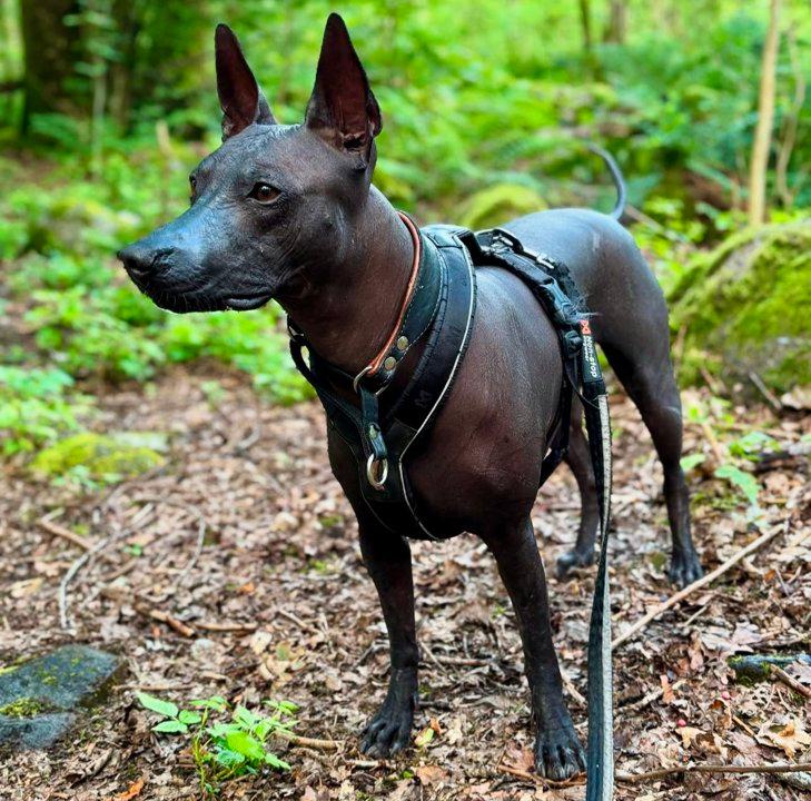 Xoloitzcuintli Hunting Dog: The Mexican Hairless Breed for Small Game Pursuits