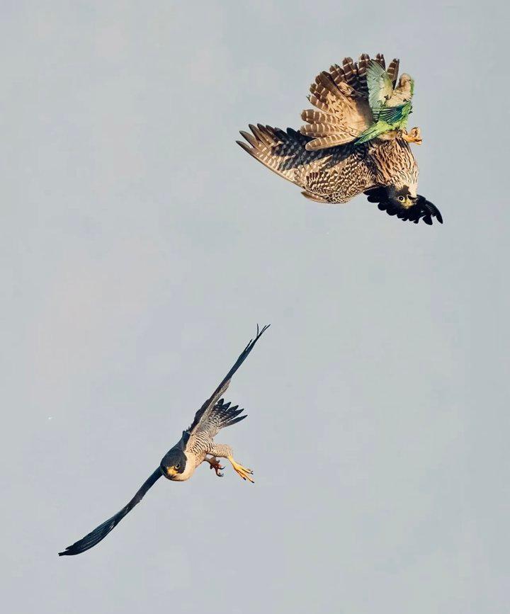 Falconry Unveiled: A Complete Guide to Birds, Techniques & Equipment.