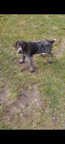 The German Wirehaired Pointer: Characteristics, Care, and Hunting Training

The German Wirehaired Pointer, known for its intelligence, versatility, and strong hunting instincts, is becoming increasingly popular among hunters and dog lovers alike. As a hunter, it's essential to understand the characteristics of this breed, how to care for a puppy, and essential exercises for training them for hunting. In this article, we will explore each of these aspects to help you raise a well-rounded hunting companion.

Characteristics of the German Wirehaired Pointer

The German Wirehaired Pointer (Drahthaar) is a medium to large-sized breed known for its distinctive wiry coat and exceptional hunting abilities. Here are some key characteristics:

Physical Traits: These dogs typically weigh between 50-70 pounds and stand 20-26 inches tall at the shoulder. They have a robust build with a characteristic wire-haired coat that is water-resistant, making them ideal for various hunting terrains.

Temperament: Drahthaars are known for their intelligence, confidence, and loyalty. They are energetic dogs that require a lot of physical and mental stimulation. They are generally friendly with families and protective of their loved ones, making them excellent companions as well as hunting dogs.

Versatility: As a versatile hunting breed, they excel in various hunting conditions, whether it's upland game birds, waterfowl, or tracking larger game. Their keen sense of smell and strong retrieving instincts make them proficient hunters.

Caring for Your German Wirehaired Pointer Puppy

Proper care is vital for raising a healthy and happy Drahthaar puppy. Here are some essential tips:

Nutrition: Ensure that your puppy receives a balanced diet rich in protein and essential nutrients. High-quality commercial dog food is recommended, along with regular feeding schedules to maintain consistency.

Socialization: Early socialization is crucial. Introduce your puppy to various environments, people, and other animals. This exposure will help them develop into well-adjusted adult dogs.

Exercise: Drahthaars are high-energy dogs that require plenty of exercise. At least an hour of vigorous activity daily, including walks, playtime, and mental challenges, is necessary to keep them physically and mentally stimulated.

Health Care: Regular veterinary check-ups and vaccinations are essential. It's also important to establish a grooming routine with occasional brushing to lower shedding and keep their coat healthy.

How to Train Your Drahthaar for Hunting

Training your German Wirehaired Pointer for hunting is a rewarding experience. Here are some effective techniques to introduce them to the world of hunting:

1. Start with Obedience Training

Before you turn your attention to hunting-specific skills, it’s essential to teach basic obedience commands. Sit, stay, come, and heel are fundamental commands that will establish a strong foundation for your puppy. 

2. Introduce Them to Game Scent

To prepare your pup for hunting, familiarize them with different game scents. Use scent articles, such as feathers or fur, to allow your puppy to track scents naturally. Gradually increase the difficulty by mixing scents or introducing new ones.

3. Practice Retrieving

Retrieving is a vital skill for hunting dogs. Start by using toys, and encourage your puppy to fetch and return them. As they become more proficient, transition to using dummies that mimic game birds, allowing them to practice carrying and delivering the dummy to hand.

Exercises for Training

Now that your puppy is on the right path, here are some specific exercises to enhance their hunting abilities:

1. Find and Retrieve Exercises

Hide and Seek: Hide a toy or a scented dummy in your backyard. Encourage your puppy to find it using their nose. Reward them when they succeed.

Long-distance Retrieves: Once your puppy is comfortable with close retrievals, throw the dummy further away. Start with short distances and gradually increase as they gain confidence.

2. Field Work

Controlled Field Trials: Introduce your puppy to open fields gradually. Use a lead to control their movements before allowing them to explore freely. This exposure will help them adjust to the sights and sounds of the outdoors.

Simulated Hunting Scenarios: Set up scenarios where your puppy can practice flushing out game or retrieving dummies from varying terrains.

3. Water Training

Since German Wirehaired Pointers are excellent swimmers, introducing them to water early in their training is beneficial. 

Water Retrieve: Use retrieval toys in a safe, shallow area to allow them to become accustomed to swimming and retrieving in water. 

Controlled Water Introductions: Gradually introduce your puppy to deeper water, ensuring they stay comfortable and confident.

Conclusion

Raising a German Wirehaired Pointer puppy into a skilled hunting companion requires dedication, patience, and a solid understanding of the breed's characteristics and needs. Proper care, training, and engaging exercises will yield a loyal and competent hunting dog that can join you on many successful hunting expeditions. Embrace the journey, and you will undoubtedly build a strong bond with your Drahthaar!