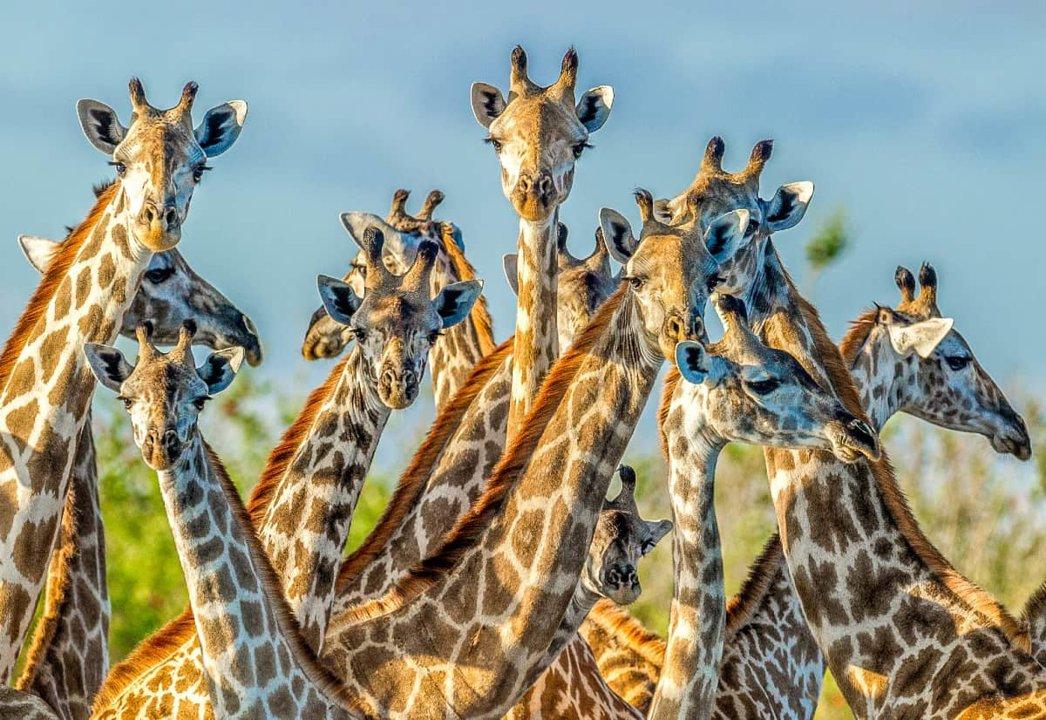 Hunting in Simiyu Region, Tanzania: Clubs and Laws, Legislation and Hunting Seasons, Tanzanian Hunting Organizations and Communities
