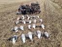 One of the premium week is now available due to a team who had to sadly cancel
20 / 27 October 
From 890£ all include 3 days 
Acomodation,  food, shooting 

There is always geese on our ground .
No geese , no fees 
We will show you the fields the day before .
Everything else is not under our control the next morning , and i m sure you will understand .
But if you are tired to ear ridiculus excuses from your guide , book with us! 
I get the best area in Aberdeenshire,  with many farms Just near the golden spots .
I shoot on and around the Loch of Strathbeg. 
Not miles away like many others who advertise to shoot that place .
I get the exclusivity shooting right on the Estate who welcome thousands of geese all season. 
All our ponds are well feeded to try to give you the best expérience in the evening 

I can use 500, 800 decoys if i need , we get also layout blinds for who want to try .

35 years expérience in goose shooting.

Come and join us in Aberdeenshire area .