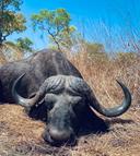 Buffalo Hunting in Mozambique: methods, season, areas, price. (A Hunter's Guide)

Mozambique stands as a premier African destination for hunters seeking the ultimate Cape buffalo experience. With vast, untamed landscapes and thriving buffalo populations, it offers a challenging and rewarding pursuit. This guide provides essential information for planning a successful buffalo hunt in Mozambique.

Buffalo Species in Mozambique

The primary buffalo species hunted in Mozambique is the Cape buffalo (Syncerus caffer caffer). Known for their size, aggression, and iconic horns, Cape buffalo are considered one of the "Big Five" and a highly sought-after trophy.

Hunting Methods

Tracking on Foot: The most common and exhilarating method involves following buffalo tracks with experienced trackers. Hunters must be prepared for long days of walking in challenging terrain.

Spot and Stalk: Glassing from vantage points and then carefully approaching buffalo herds is another effective strategy, particularly in more open areas.

Baiting/Luring: While less common, baiting can be used in certain areas to attract buffalo to specific locations. Check regulations.

Hunting Season

The dry season (May to October) is the optimal time for buffalo hunting in Mozambique. During this period, vegetation is thinner, making it easier to spot game. Water sources become scarce, concentrating animals around remaining waterholes.

Firearms and Ammunition

Rifles: A minimum caliber of .375 H&H Magnum is recommended for ethical buffalo hunting. Many experienced hunters prefer larger calibers such as .416 Rigby, .458 Lott, or .470 Nitro Express.

Ammunition: Use premium-quality, controlled-expansion bullets designed for thick-skinned game. Barnes TSX, Nosler Partition, and Swift A-Frame are popular choices.

Top Hunting Areas

Niassa Reserve: One of Africa's largest protected areas, offering vast wilderness and exceptional buffalo hunting opportunities.

Coutada 11 This concession is a great area to hunt Buffalo with fantastic success rates.

Zambezi Delta: A rich ecosystem with high buffalo densities, especially near the Zambezi River.

Lugenda Wilderness: A remote and pristine area with challenging terrain and abundant wildlife.

Cost of a Buffalo Hunt

Buffalo hunts in Mozambique typically range from 15000 - 40,000+, depending on the duration, area, trophy fees, and outfitter. 

Packages usually include:

Professional hunter (PH) and trackers

Accommodation and meals

Transportation within the hunting area

Field preparation of trophies

Government licenses and permits

Trophy Handling

After a successful hunt, the trophy is carefully prepared in the field:

Skinning: The cape (hide and head) is skinned, and the skull is removed.

Salting: The cape is thoroughly salted to prevent spoilage.

Measurements: Horn measurements are taken for record-keeping.

Shipping: The trophy is transported to a taxidermist in Mozambique or prepared for export.

Exporting Your Trophy

Permits: Obtain the necessary export permits from the Mozambican government.

Taxidermy: Choose a reputable taxidermist to prepare your trophy for shipment.

Shipping Agent: Use a specialized shipping agent to handle the logistics of transporting your trophy to your home country.

Important Considerations

Physical Fitness: Buffalo hunting requires a high level of physical fitness due to the demanding terrain and long days of walking.

Malaria: Mozambique is a malaria zone. Consult your doctor about preventative medications.

Vaccinations: Ensure your vaccinations are up to date.

Travel Documents: Check visa requirements for Mozambique.

Ethical Hunting Practices

Always respect the animal and the environment.

Ensure a clean and ethical shot.

Follow the instructions of your PH.

Practice fair chase.

Conclusion

Buffalo hunting in Mozambique is an unforgettable adventure that combines the thrill of the hunt with the beauty of the African wilderness. With careful planning, preparation, and respect for the environment, you can experience the ultimate buffalo hunting experience.

Disclaimer: Hunting regulations and costs are subject to change. Always verify information with reputable outfitters and the Mozambican government.

#Buffalohunting #Mozambique

#Capebuffalohunting

#Africanhunting

https://m.uh.app/news/gabon-forest-hunting-the-ultimate-guide-to-a-hunters-paradise-gabon-a_1_QEsPeBEe-eLTdL3BmiLA