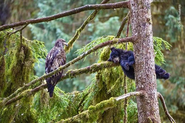 The Funniest Photos in the History of the Wildlife Photographer of the Year Contest.