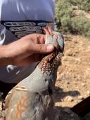 The Ultimate Guide to Partridge Hunting in the Mountains of Morocco

Looking for an exhilarating hunting adventure? Partridge hunting in the majestic mountains of Morocco offers a unique experience that combines breathtaking scenery with the thrill of the hunt. From the towering peaks of the Atlas Mountains to the rich wildlife, this is an unforgettable journey for both avid hunters and nature lovers. 

Why Choose Morocco for Partridge Hunting?

1. The mountainous terrain of Morocco is home to the Barbary partridge, a sought-after game bird known for its challenging flight patterns. The varied landscapes, from rocky cliffs to lush valleys, provide the perfect habitat for these birds, making hunting both exciting and rewarding.

2. Imagine hunting against the backdrop of the breathtaking Atlas Mountains. The natural beauty of Morocco will enhance your experience, making each hunt memorable.

The prime hunting season for Barbary partridges in Morocco typically spans from September to February. During these months, cooler temperatures and increased bird activity make it the perfect time to venture into the mountains for a successful hunt. 

Tips for a Successful Partridge Hunt

1. Know the Regulations: Before setting off, familiarize yourself with Moroccan hunting laws. Ensure you have the necessary permits and follow local regulations to promote sustainable hunting practices.

2. Gear Up: Equip yourself with the right gear for an upland hunt. A reliable shotgun, comfortable hunting boots, and appropriate clothing for varying weather conditions are essential.

3. Consider a Local Guide: Hiring a local hunting guide can tremendously enhance your experience. They’ll provide insights into the best hunting spots, bird movement patterns, and ensure a safe outing.

4. Practice Patience and Stealth: Partridges are known for their quick movements and ability to blend into their surroundings. Moving quietly and patiently increases your chances of spotting and successfully hunting these birds.

Immerse Yourself in Local Culture

While you’re in Morocco, take the time to explore the rich culture and hospitality of the locals. Visit traditional Berber villages, enjoy delicious Moroccan cuisine, and engage with the vibrant customs of the region. This cultural immersion will enhance your overall experience and create lasting memories. 

Conclusion

Partridge hunting in the mountains of Morocco is not just about the thrill of the chase; it’s an opportunity to connect with nature, experience stunning landscapes, and dive into a rich cultural tapestry. Whether you’re an experienced hunter or a newcomer to the sport, Morocco offers an unforgettable adventure that you won’t want to miss!