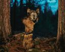The gray wolf prefers to eat fleet ungulates—elk, deer—but when Europeans arrived in America with livestock its menu expanded. A wolf that cannot find its favored meal ma
