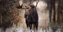 Handy guide for hunting in Québec

Hunting in Québec can be broken down into big game and small game. Big game in Québec includes moose, black bear, caribou, coyote, wolf