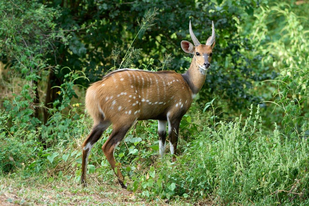 Hunting in the QUIRIMBAS ARCHIPELAGO: A Unique African Experience in Conservation and Tradition