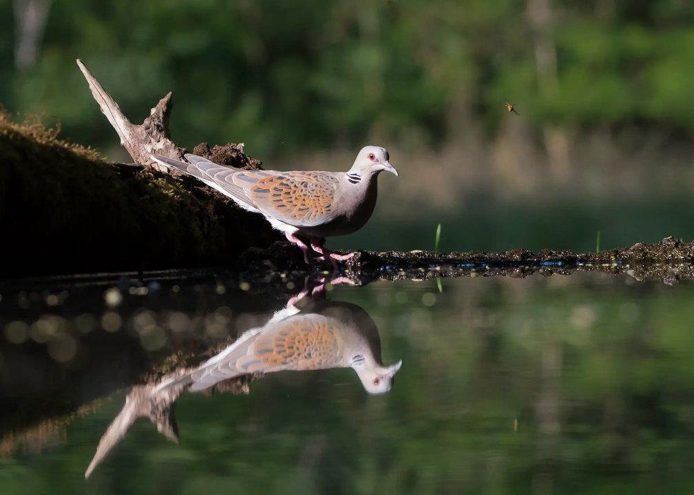 Grouse hunting in the Eastern region of Morocco: A complete guide to successful hunting: from geography and seasons to traditions and rules.