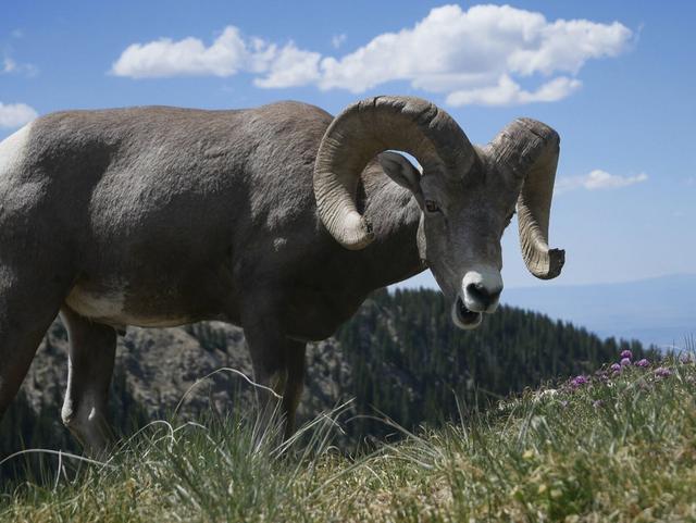 Die Jagd im Bezirk Gänserndorf: Geografie, Wildbestände, Zeitliche Regelungen, Praxis, Rahmenbedingungen, Gemeinschaften, Aspekte, Details