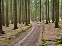 Jagd im ERZGEBIRGE: Geographische Besonderheiten, Wildarten, Jagdmethoden, Traditionen und gesetzliche Rahmenbedingungen (PART II)

Jagdsaison und Schonzeiten im Erzgebir
