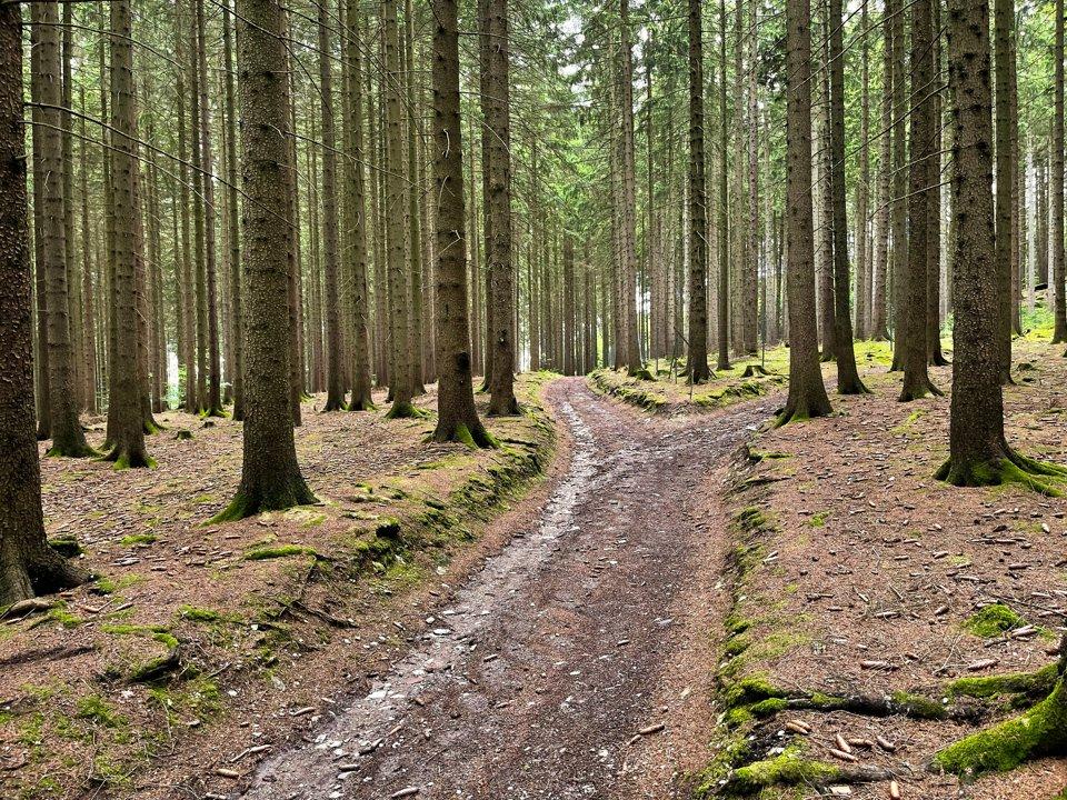 Jagd im ERZGEBIRGE: Geographische Besonderheiten, Wildarten, Jagdmethoden, Traditionen und gesetzliche Rahmenbedingungen (PART II)