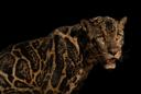 Meet Gumara, an endangered Sunda clouded leopard that calls Gembira Loka Zoo Yogyakarta home. Looking at his photo, you might be thinking Gumara doesn’t look like your ty