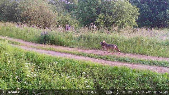 🐺The story of one pair of wolves in the hunting grounds of Alexander from our RikaNV team in Belarus!