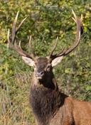 Moments magiques et inoubliables offerts par mère nature que je partage avec vous tous 🙏🍃✨🦌
Prenez soin de vous 🍀🍂
Cerf élaphe et sa harde 
Octobre 2024