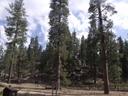 Last weekend, I embarked on an unforgettable hunting trip in the heart of California’s wilderness. The journey began at the crack of dawn, with the sun casting a golden hue over the sprawling landscapes of the San Bernardino National Forest. Armed with my gear and a sense of adventure, I set out to explore the rugged terrain.
The forest was alive with the sounds of nature, from the rustling leaves to the distant calls of wildlife. As I trekked deeper into the woods, I encountered a variety of game, including black bears and wild pigs. The thrill of the hunt was palpable, and every moment was a testament to the beauty and challenge of the great outdoors.
One of the highlights of the trip was spotting a majestic mule deer. With careful precision and respect for the animal, I took my shot. The experience was both humbling and exhilarating, reminding me of the importance of conservation and responsible hunting practices.
After a successful day in the field, I set up camp under the starlit sky. The camaraderie with fellow hunters, sharing stories and laughter around the campfire, made the trip even more special. We cooked our catch and enjoyed a hearty meal, celebrating the day’s achievements.
This hunting trip in California was more than just a pursuit of game; it was a journey of connection with nature and a reminder of the wild beauty that exists just beyond our everyday lives. Can’t wait for the next adventure! 🏞️🦌
#Hunting #California #OutdoorAdventure #Wildlife #NatureLovers #Conservation