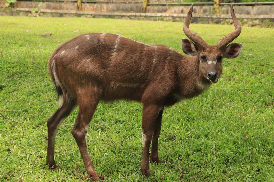 Hunting in Ngounié Province, Gabon: Laws and Legislation, Seasons and Clubs, Communities for Hunters