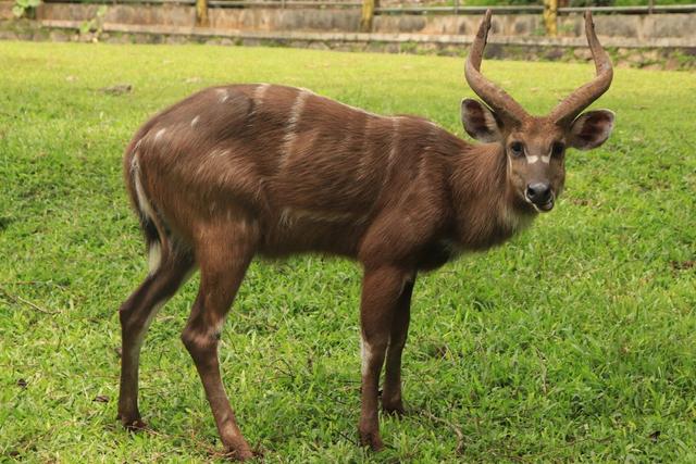 <strong>Hunting</strong> in Ngounié Province, Gabon: Laws and Legislation, Seasons and Clubs, Communities for Hunters