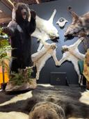 Artefactum Gallery. Выставка в Абу-Даби ADIHEX 2024, один из лучших стендов по таксидермии от ребят из России 👍🏻