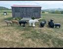 Archery 3-D targets - Excellent shape