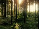 Hunting in Värmland, Sweden: A Detailed Guide for Hunters on Seasons, Species, and Essential Tips for a Successful Experience in this Beautiful Region

In the heart of Sweden, Värmland is a hunter’s paradise with pristine nature, rich wildlife, and deep-rooted traditions. Its forests, lakes, and hills provide the perfect setting for moose, roe deer, and small game hunting. Here, hunting is more than a sport—it’s a way of life built on tradition, conservation, and community. This guide covers everything from landscapes and game species to hunting seasons, clubs, and local traditions.

Hunting Through the Lens of Geography: Natural Spaces and Their Influence on Game in Värmland

 In the heart of Sweden, Värmland is a hunter’s paradise with pristine nature, rich wildlife, and deep-rooted traditions. Its forests, lakes, and hills provide the perfect setting for moose, roe deer, and small game hunting. Here, hunting is more than a sport—it’s a way of life built on tradition, conservation, and community. This guide covers everything from landscapes and game species to hunting seasons, clubs, and local traditions.

The Modern Hunter: A Demographic Analysis of Hunting Enthusiasts

Registered Hunters: ~20,000
Hunting Culture: Strong local tradition
Participants: Residents and visitors
Demographics: Young enthusiasts to seasoned veterans
Women in Hunting: Growing participation

Key Aspects of Hunting: From Fundamental Principles to Modern Practices

Tradition: Deeply rooted in local culture
Sustainability: Emphasis on conservation and respect for nature
Hunting Styles: Solitary stalking, organized driven hunts
Game Abundance: Rich wildlife population
Hunting Grounds: Well-managed, attracting hunters from across Europe

Hunting Practices Around the World: Popular Methods and the Animals They Focus On in Värmland

 Moose Hunting: Moose hunting is the most popular form of hunting in Värmland. It typically takes place during the autumn months, with hunters often using dogs to track and drive moose toward waiting shooters. The moose (Alces alces) is the primary target, and the hunt is a significant cultural event in the region.
 Deer Hunting: Deer hunting is another common activity, with roe deer (Capreolus capreolus) and red deer (Cervus elaphus) being the most frequently hunted. Stalking and driven hunts are the preferred methods, depending on the terrain and time of year. Roe deer are particularly abundant in the region.
 Small Game Hunting: Small game hunting is popular among those who enjoy a more relaxed hunting experience. It often involves walking through forests and fields with a shotgun, targeting species such as hare (Lepus europaeus), grouse (Tetrao urogallus), and woodcock (Scolopax rusticola). This type of hunting is ideal for beginners or those looking for a less intense experience.
 Wild Boar Hunting: Wild boar hunting is gaining popularity due to the increasing population of boars in the region. It is typically done at night using thermal imaging equipment or during driven hunts in the winter months. Wild boar (Sus scrofa) are known for their intelligence and can be a challenging quarry.
 Waterfowl Hunting: Waterfowl hunting takes place near lakes and wetlands, particularly during the migration seasons in spring and autumn. Hunters often use decoys and blinds to attract species such as ducks (Anas platyrhynchos) and geese (Anser anser) within shooting range. This type of hunting requires patience and skill, as waterfowl are highly alert and mobile.

Wildlife and Seasonal Patterns: Understanding the Biological Rhythms of Game Species 

Moose Hunting: August to January (varies by specific zones)
Roe Deer Hunting: August to December
Red Deer Hunting: September to January
Wild Boar Hunting: Year-round (with restrictions during certain periods)
Small Game Hunting: August to February
Waterfowl Hunting: August to December

Hunter Associations: Shaping the Tradition and Future of the Hunting Community in Värmland

1. Värmland Hunting Association. The largest hunting organization in the region, responsible for managing hunting grounds, organizing events, and promoting sustainable hunting practices. They also offer training courses for new hunters.
2. Klaraälven Hunting Club. A local club focused on moose and deer hunting along the Klaraälven River. They organize driven hunts and provide access to exclusive hunting areas for members.
3. Värmland Small Game Hunters. A club dedicated to small game hunting, particularly hare and grouse. They host regular hunting trips and social events for members, fostering a strong sense of community among small game enthusiasts.

Balancing Tradition and Regulation: The Legal Landscape of Modern Hunting 

 Hunting in Värmland is regulated by Swedish law, which requires hunters to obtain a valid hunting license and adhere to strict quotas and seasons. The use of firearms is also tightly controlled, with hunters required to pass a safety course and obtain a permit. Additionally, all hunters must have liability insurance to cover any potential damages caused during hunting activities.

Hunting Customs: Stories, Ceremonies, and Their Role in Cultural Heritage in Värmland

 Hunting in Värmland is not just a sport but a way of life. Traditional practices, such as the use of hunting dogs and the sharing of game meat among the community, are still prevalent. The annual moose hunt, in particular, is a significant event that brings families and friends together, often culminating in festive gatherings.

The Hidden Side of Hunting: Uncommon Knowledge and Eye-Opening Statistics

Värmland is home to one of the highest densities of moose in Sweden, making it a top destination for moose hunters.
The region's forests are also a habitat for the elusive lynx, though hunting this predator is strictly regulated.
Värmland's hunting culture dates back centuries, with many families passing down hunting traditions from generation to generation.

