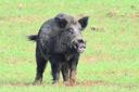 Wild Boar Hunting in Morocco: A Comprehensive Guide part 3

Weapons and Ammunition for Boar Hunting 

A reliable weapon is crucial for effective hunting. Most hunters pre