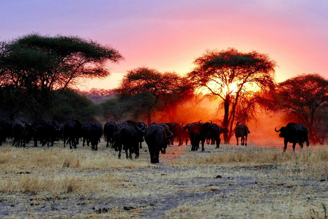 Hunting in Alibori: A Comprehensive Guide for Hunters – Exploring Opportunities, Challenges, and Conservation Efforts (PART 1)