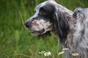Racen, der ændrede mit liv
Racen, der ændrede mit liv
Engelsk setter - havskum på toppen af ​​en bølge, vinden raslende i græsset, en hund og en kat... Uden at foregive a