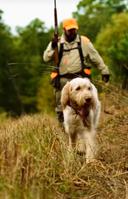 The Spinone Italiano: A Hunter's Companion Across Continents

If you're a hunter who values versatility, stamina, and a gentle touch, the Spinone Italiano deserves a plac