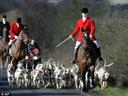 Fox Hunting in Britain

Fox hunting has been occurring in different guises worldwide for hundreds of years. Indeed the practise of using dogs with a keen sense of smell to track prey has been traced back to ancient Egypt and many Greek and Roman influenced countries. However it is believed that the custom for a fox to be tracked, chased and often killed by trained hunting hounds (generally those with the keenest sense of smell known as ‘scent hounds’) and followed by the Master of the Foxhounds and his team on foot and horseback, originated from a Norfolk farmer’s attempt to catch a fox using farm dogs in 1534.

Whilst foxes were widely regarded as vermin and farmers and other landowners had hunted the animals for many years as a form of pest control (both to curb their attacks on farm animals and for their highly prized fur) it wasn’t until the eighteenth century that fox hunting developed into it’s most modern incarnation and was considered a sport in its own right as a result of the decline in the UK’s deer population.