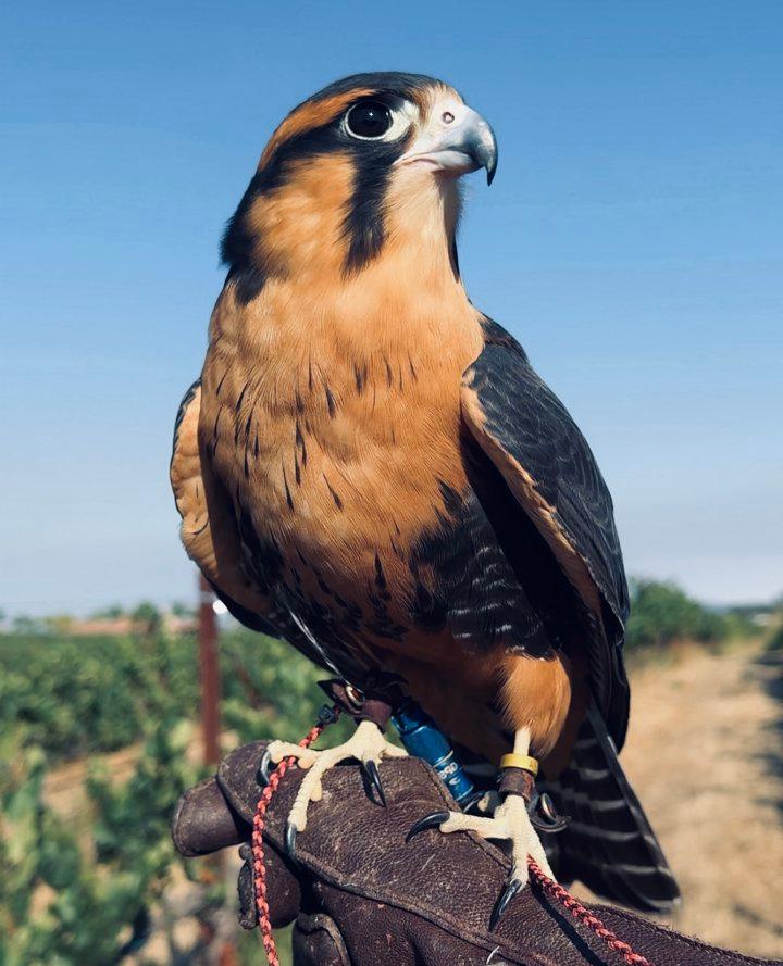 Harris Hawk: One of the Most Popular Birds Used in Falconry, History, Hunting Behavior, Training.