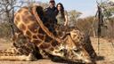 Big Game Hunting
Hunting in Africa
Big Game - is for many the very essence of hunting in Africa. Big Game does not just mean big animals, but big challenges and experiences. Technically speaking by far the most hunting in Africa is actually Big Game Hunting. Even many species of antilope are actually classed as big game. However if is first and foremost The Big Five, that one thinks about when the conversation turns to big game hunting. Lion, leopard, buffalo, elephant and rhinoceros have been the great attraction for Big Game hunters travelling to Africa on safari for centuries, and they still are. While it is true that hunting for rhino is perhaps not once what it once was, as today this species is highly protected and surrounded by a great deal of security, the remaining species can still be hunted in the wild African bush - with all the wonderful experiences that this brings with it. Generally speaking it is only in the areas where hunting outfitters operate that the increasing levels of poaching have been brought under control, which elsewhere have grown alarmingly, especially with regard to elephants, over recent years. This is just one of the reasons why it is actually Big Game-Hunting, that is now the best tool for conserving Africa’s large mammals in their natural habitat in the wild. As just about no hunting for rhinoceros is carried out anymore, hunters now talk about the The Big Four. Hunting for The Big Four can be done with a completely clear conscience, as the hunt will help to save far more animals from poaching than will be actually taken during hunting. Classical and well-functioning Big Four-destinations are Zimbabwe, Zambia, Mozambique and Tanzania.