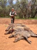 Barbary wild boar 