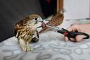Хищных птиц следует кормить естественными кормами: это могут быть голуби, вороны, воробьиные птицы, мыши, крысы. При кормлении выловленными  птицами из городских популяций, следует внимательно осматривать добычу на предмет различных болезней. Не секрет – городские популяции животных более подвержены различным эпизоотиям, нежели  их полевые собратья. Внешние проявления болезней могут быть в виде пятнышек, изменений структуры внутренних органов, таких как печень, легкие. Также различные разрастания или экссудаты могут быть  в пищеводе, ротовой полости птиц. Наличие гельминтов в кишечнике и даже в грудобрюшной полости птиц. Все подобные экземпляры не должны использоваться в пищу. Если у Вас нет живого корма( недавно добытого), то можно использовать изредка постную говядину или курицу.  В принципе вопрос о кормлении хищных птиц на сегодняшний день стоит не только среди сокольников, но и перед любителями содержащих в  условиях неволи таких птиц как совы, мелких соколков и другие виды хищных птиц. Я не буду в этих строках дискуссировать о полезности подобного содержания. Но факт остается фактом, все больше и больше людей имеют дома хищную птицу. Поэтому, скорее следует рассказать, как их правильно содержать и конечно кормить. Глубокое сожаление у меня вызывают те птицы, которых кормят пшенной кашей и яйцами, с колбасой. Печальное зрелище! В первую очередь следует уяснить, что мы имеем дело с хищником, и он, кроме мяса ничего не ест и есть не обязан. Хотя многие хищники могут поживиться как дополнением насекомым или лягушкой. Основным рационом для сов является мыши и мелкие крысы ( живые или неживые но со шкуркой), и уже как вспомогательным кормом служит нами любимая постная телятина. И все. Хищные птицы питаются 1 раз в день, Следует им устраивать 1 раз в неделю полное голодание и один раз в неделю давать половину рациона. Рацион- это то количество, которое хищная птица съедает без остатка.