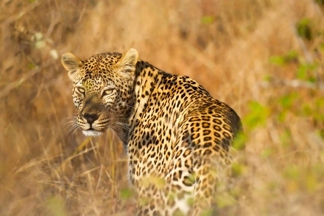 Uncovering Kibuku, Uganda: Hunting Demographics and Game Diversity in Uganda, A Thrilling Destination for Unique Hunting Experiences and Cultural Exploration