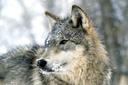 The Truth About Western Wolf Hunting
A deep dive into one of the most controversial hunting discussions in America
Predator hunting is a popular pursuit during the winter and in some areas of the Rocky Mountains, that includes the opportunity to hunt the gray wolf. Gray wolf hunting and trapping seasons have been open on and off across Idaho, Montana, and Wyoming for the past decade. These elusive apex predators are difficult to pursue, but they provide an exciting opportunity for hunters, as well as the opportunity help wildlife management agencies keep populations in check.
Wolves trigger passionate emotions that lead to arguments both for and against hunting. And no matter how many years pass with wolf hunting seasons in place, they still make headlines with groups like the Humane Society of the United States and Defenders of Wildlife routinely pushing to have hunts shut down. Meanwhile, wildlife agencies maintain their positions that gray wolf populations are sustainable enough to not only warrant hunting seasons, but they want to enlist the help of hunters and trappers to keep wolf numbers in check.
The reintroduction of the gray wolf into the Rocky Mountains is a success story. When I was a child growing up in Montana, it was big news when gray wolves made their way back into Yellowstone National Park. The U.S. Fish and Wildlife Service reintroduced wolves into the park in 1995. During the reintroduction, the service transplanted 31 gray wolves from western Canada. I was 9 years old at the time. Every subsequent park visit was spent hoping I’d catch my very first glimpse of a wolf in the wild.
By the time I graduated college, the reintroduction was so successful that the population had grown and expanded beyond the park. Packs spread across Idaho, Montana, and Wyoming. Wolves began making their way onto ranches and creating conflict. This quickly moved into the court system, where there was even more conflict involving wolves.
Officials see their roles as being committed to the long-term survival of gray wolves while managing the population and addressing concerns with livestock and other big game. And they believe involving the help of hunters and trappers is crucial.
For nearly 15 years, agencies and organizations have argued over how to manage the West’s wolves. Wolf populations in Idaho, Montana, and Wyoming have bounced back and forth between being on the Endangered Species List and being removed and placed under state management.
During my first TV reporter job in Missoula, Montana, I sat in the Russell Smith Federal Courthouse in 2009, listening to lawyers try to put an emergency stop to Idaho and Montana’s first scheduled wolf hunts. Wildlife management agencies in both states had determined populations were strong enough to open limited hunting opportunities through a quota-based hunt. Mandatory reporting of any wolf kill within a 24-hour window would allow the agencies to shut down the hunt promptly to avoid over-harvesting. The U.S. Fish and Wildlife Service’s wolf recovery effort had approved these plans.
As both a hunter and someone who enjoys the opportunity to see wolves in the wild, it was fascinating listening to both sides passionately argue their perspectives. Outfitters and ranchers argued the wolf population needed to be kept in check through regulated hunting because the predators were harming livestock and ungulate populations. Environmental organizations claimed the wolf population was still far too low and faced complete decimation by hunters.
At the time, the U.S. Fish and Wildlife Service estimated the Rocky Mountains’ wolf population was over 1,600. Organizations opposing the hunts wanted populations upward of 5,000. Biologists argued that was too many for the landscape. I vividly remember listening to one woman testify in court that her dream was for her children to hear the howls of wolves from her backyard in the city.
Despite the ongoing legal battle, Idaho and Montana’s first fair-chase wolf hunting seasons went ahead as scheduled in 2009. Montana wildlife commissioners set a statewide quota of 75 wolves, which they believed at the time was about 15% of the state’s population. The Idaho Fish and Game Commission set a statewide harvest quota of 220 wolves.
It seemed like all eyes were on the West as opening day approached. With thousands of wolf tags being sold, environmental groups expressed fear that hunters would easily surpass those quotas on day one. But wildlife management agencies and hunters knew differently. Most wolves that aren’t trapped are harvested opportunistically, meaning hunters with tags aren’t targeting wolves, they just run into them while out hunting other species. When wolf season opened in Idaho, two wolf kills were reported on opening day. Montana reported one wolf harvest on its opening day. Montana officials closed wolf hunting after about two months, after 72 wolf kills were reported. Idaho extended its wolf hunting season before calling it quits in March 2010, with a total of 188 wolves killed. It never met the quota. Neither state allowed trapping that year.
In the years that followed that first season, wolves were delisted, trapping seasons opened, and Wyoming opened to wolf hunting. All the while, wolf populations grew and the legal battles continued. After more than a decade of wolf hunting across the West, it continues to make the news as something controversial. Environmental organizations maintain seasons threaten to destroy the population, and this rhetoric can lead to misleading headlines like the “War on Wolves” or “New Idaho law allows killing up to 90 percent of state’s wolves.”
Wildlife management agencies continue to set seasons and quotas based on population estimates. They’ve also expanded different methods of take. Wildlife policy makers are clear on how they value the role of the gray wolf in the ecosystem. Officials see their roles as being committed to the long-term survival of gray wolves while managing the population and addressing concerns with livestock and other big game. And they believe involving the help of hunters and trappers is crucial.
If you’re interested in going wolf hunting, here are the current opportunities available throughout the Rocky Mountains.
Idaho
Idaho gives hunters and trappers a lot of opportunities, including several units that are open to year-round hunting. Residents and nonresidents can purchase tags. There is no daily or season limit on wolves, but a person can’t take more wolves than the number of legal tags they possess. Nonresident hunters can also use an unfilled nonresident deer or elk tag to harvest a gray wolf during the open season corresponding to the deer or elk tag hunt area or unit when gray wolf season is open.
Wolf tags purchased with a hunting license are valid for the calendar year. Wolf tags purchased with a trapping license are valid for the trapping year, July 1 – June 30. A person must attend a wolf trapper education class and have a valid trapping license before trapping for wolves.
Idaho doesn’t have a quota for wolves. After seven years without reaching the quota, the state got rid of it in 2017. However, hunters and trappers must report kills so the state does keep an eye on the harvest statistics. The Idaho Department of Fish and Game’s most recent estimate is that there are about 1,560 gray wolves in the state.
For more information review Idaho Fish and Game’s current regulations.
Wyoming
The Wyoming Game and Fish department classifies gray wolves in two ways, depending on their physical location in the state. In the northwest part of Wyoming, the gray wolf is designated as a trophy game animal. In this area, they may be hunted with a license and per statutory and regulatory requirements. There is also a trapping season in the trophy area. Wyoming’s trophy area has limited quotas and season dates.
Across the rest of Wyoming, the gray wolf is designated as a predatory animal, which, like coyotes, means they can be killed without a license, year-round. However, in order to keep track of the population, wolf kills still have to be reported to fish and game authorities. Under Wyoming’s wolf management plan, the state is committed to maintaining at least 10 breeding pairs of gray wolves for a total of at least 100 individual gray wolves in Wyoming, outside of Yellowstone National Park and the Wind River Reservation.
For more information review Wyoming Game and Fish’s regulations.
Montana
Montana allows residents and non-residents to hunt wolves through three seasons: archery, general, and trapping. An individual can take up to 20 wolves, with no more than 10 taken through either hunting or trapping. A separate tag is required for each wolf killed through hunting. For trapping, only a trapping license is required. For the latest results check out the Montana Fish, Wildlife and Parks regulations.
Montana Fish, Wildlife and Parks maintain a statewide quota and a quota for each region. Managers will shut down wolf hunting in a given region if the harvest quota is reached or is close to being reached. For example, MFWP closed wolf hunting and trapping in southcentral Montana in mid-February 2022, after the quota was reached. This closure became big news because that particular region borders Yellowstone National Park.
In previous years, there was a very limited quota in the wildlife management units bordering the park. Hunting and trapping are not allowed within the park’s boundaries. This season, the WMUs adjacent to the park became part of the overall region’s quota for wolves. A record number of wolves that go in and out of Yellowstone were killed this season, according to park officials. They report 19 wolves were killed in Montana that also go into the park. According to the Billings Gazette, park officials say the park still maintains a population of around 91 wolves. Wolves that frequent Yellowstone were also killed in Idaho and Wyoming.
Montana officials maintain that when the wolves venture out of the park, they become part of Montana’s wolf population. MFWP reports that the number of wolves killed statewide for the 2011-2022 season is on par with previous years. As of Feb. 27, 2022, Montana hunters and trappers reported harvesting a total of 248 wolves. The statewide harvest quota is 450.
Hunting doesn’t appear to be having a negative effect on overall wolf populations. Gray wolves are expanding their territory in the Lower 48, moving into Oregon, Washington, and Colorado. They can also be found in Wisconsin, but a recent court decision placed Wisconsin’s gray wolves back on the Endangered Species Act, which eliminated a planned hunt.
Gray wolves are extraordinarily elusive predators. If you’re lucky enough to hear a howl in the wild, it will send chills down your spine. According to biologists and game management officials, the Rocky Mountain gray wolf population is healthy, and those officials believe hunters play an important role in keeping that population in check. And because these predators can be so difficult hunt, there are varying rules about how to go about doing it. These methods of take change according to the season, public vs. private land, and other factors.
If you’re interested in hunting wolves there are numerous opportunities in Idaho, Wyoming, and Montana. Regulations are constantly changing so it’s important to always review the latest regulations or call officials to ask about quotas, seasons, and legal methods of take.