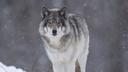 New rule gives Colorado authority over gray wolf management

With Colorado’s gray wolf reintroduction deadline looming, the state just received some good news regarding g