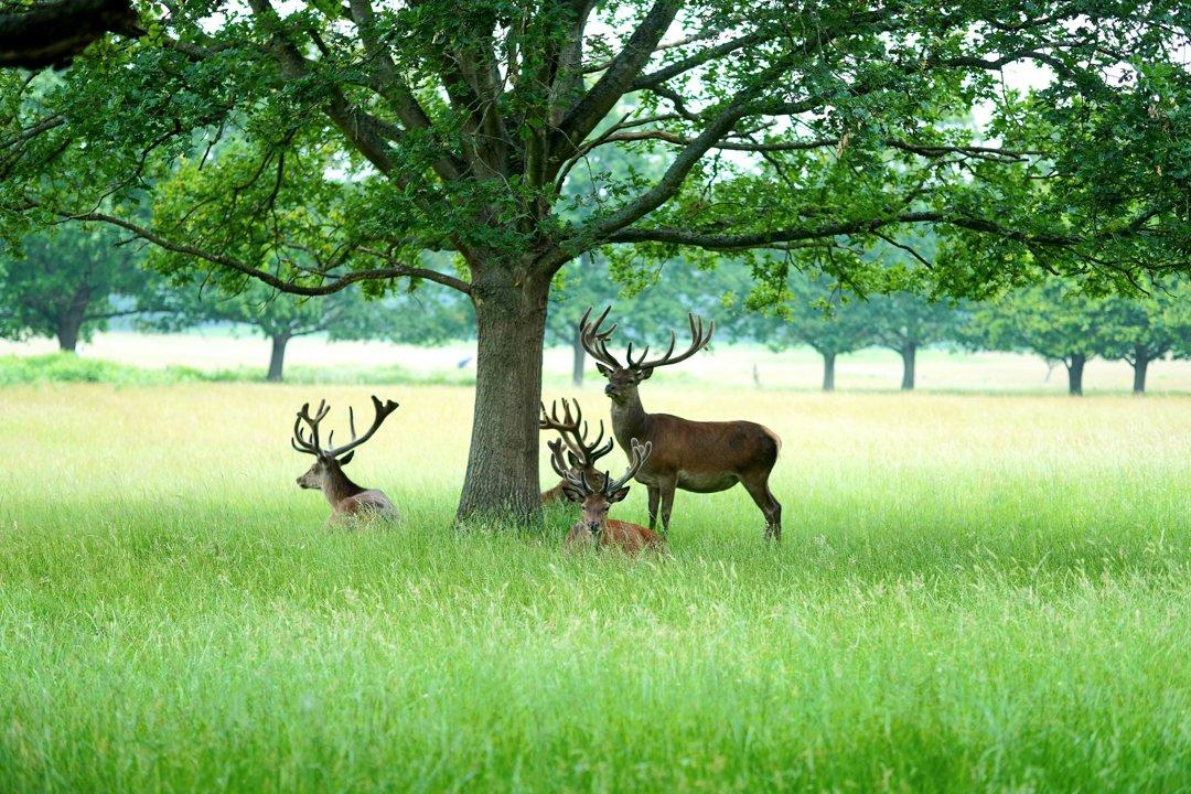 Hunting in National Parks, Special Territories: geography, types of hunting and hunting animals, hunting seasons and legislation in the region