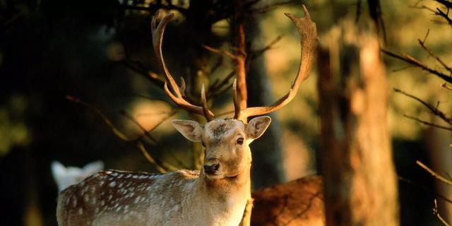 Jagd in <strong>der</strong> PFALZ: Geografie, Wildarten, Jagdmethoden, gesetzliche Grundlagen und Traditionen im Südwesten Deutschlands