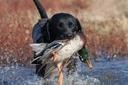 Den korthårede pointer er en jagthund, eller rettere sagt en pegehund, det vil sige, at den tager stilling til fugle og smådyr. Den korthårede pointer er universel, funge