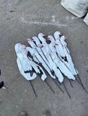 9 dozen skyfly 3D snow goose decoys asking $300