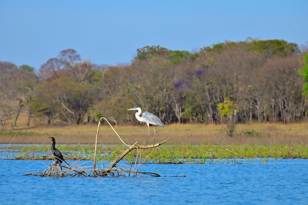 Hunting in ZAMBEZIA: Wildlife, Traditions, and Conservation in Mozambique’s Prime Hunting Destination