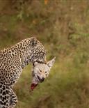 Animal.
#hunting